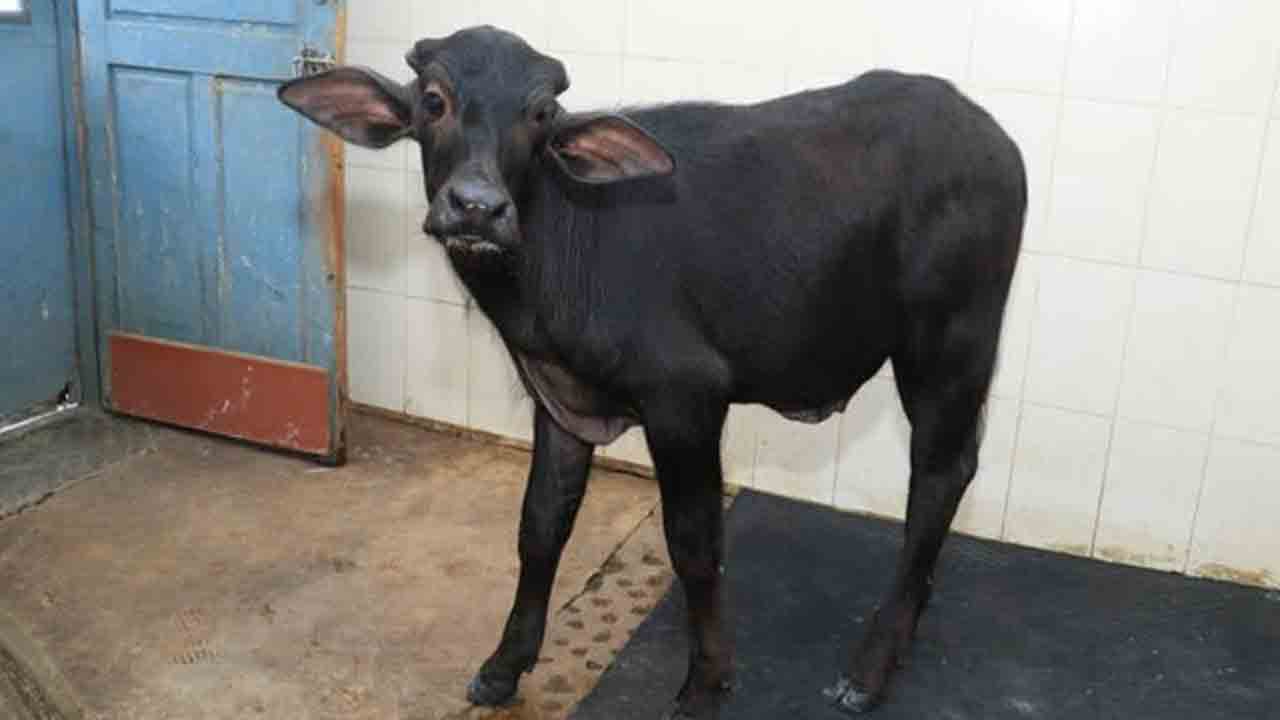 Buffalo Calf | బర్రె దూడపై అత్యాచారం.. కామాంధుడిని పొట్టు పొట్టు కొట్టిన యజమాని