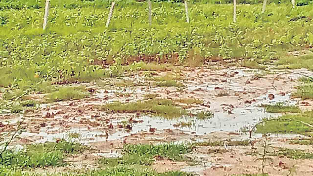 వర్షాలతో పంటలకు ముప్పు