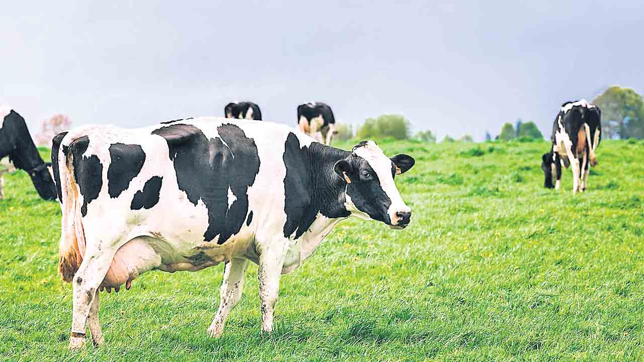 Cow Brain | పాల దిగుబడికి ఆవు మెదడులో ఇంప్లాంట్‌.. రష్యాలో సంచలన ప్రయోగం