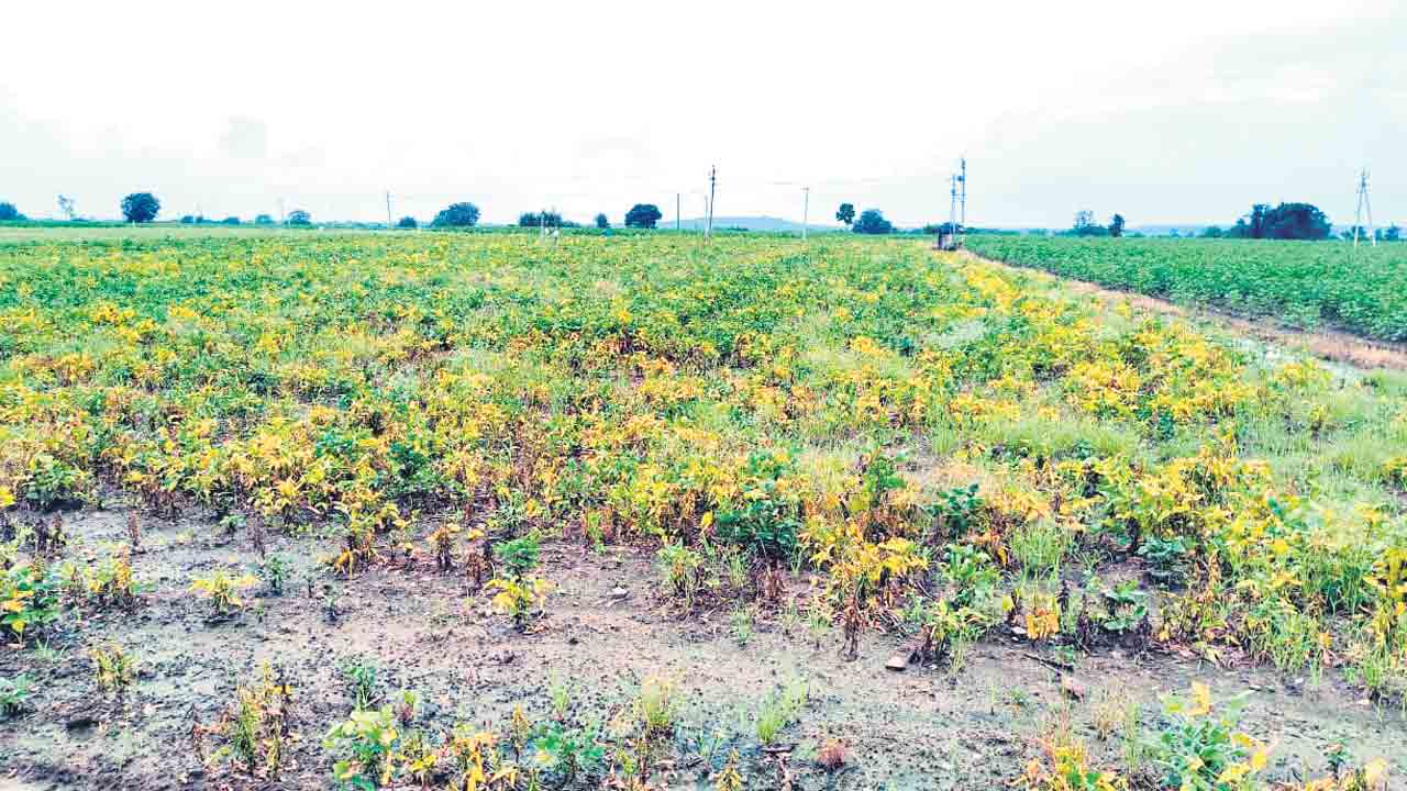పత్తి రైతుకు కన్నీళ్లు.. పంట దిగుబడిపై తీవ్ర ప్రభావం