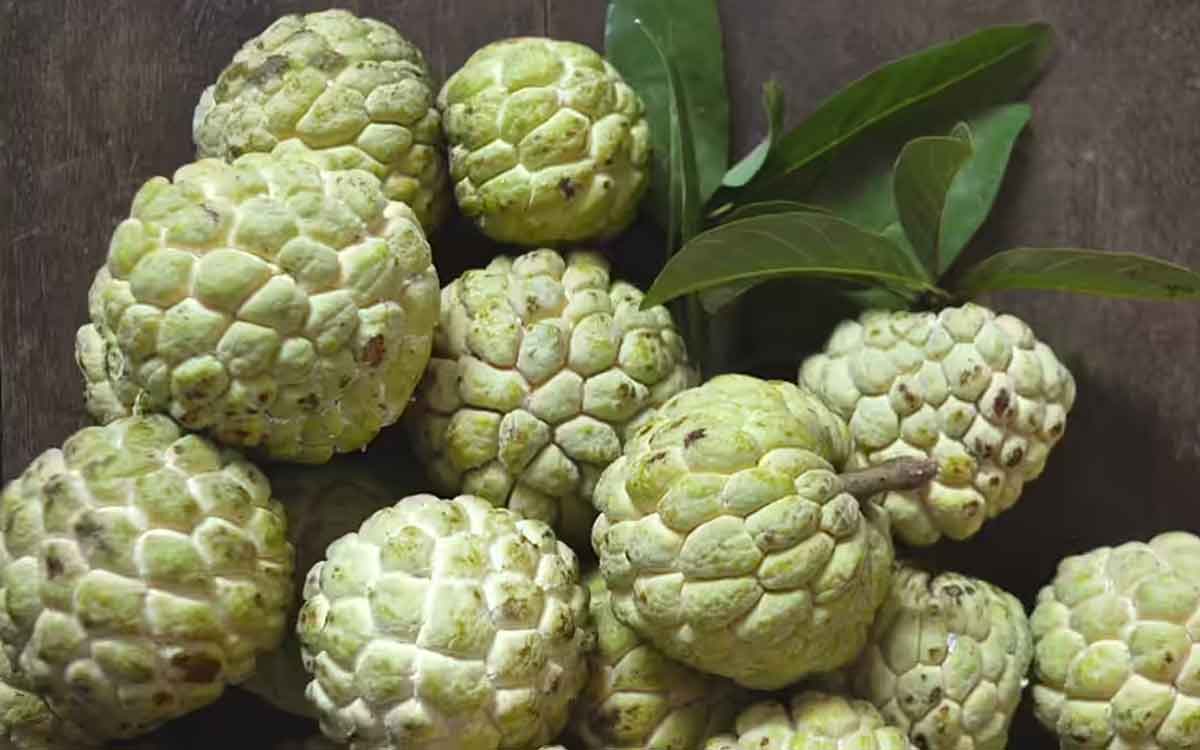 Custard Apple | సీతాఫ‌లాల‌ను అస‌లు ఎవ‌రు తిన‌కూడ‌దు, వీటిని తింటే ఎలాంటి లాభాలు క‌లుగుతాయి..?