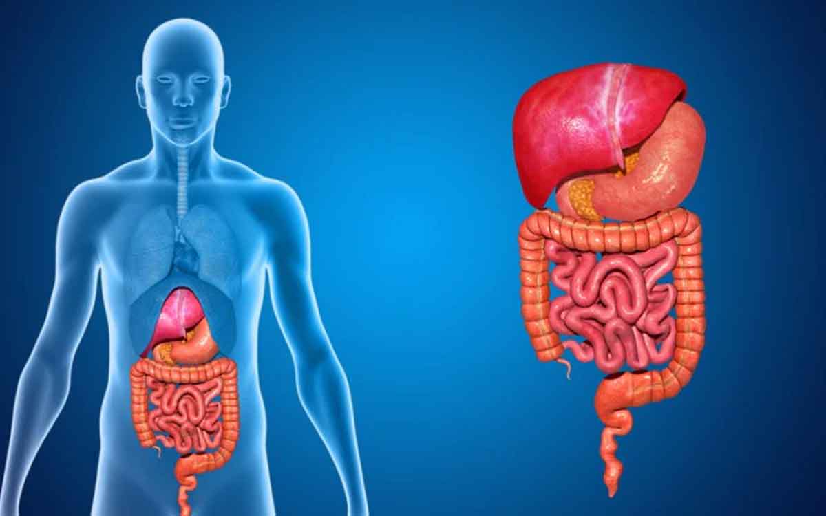 Gut Health | జీర్ణ వ్యవస్థ ఆరోగ్యంగా ఉండాలంటే ఏ ఆహారాలను తినాలి..? వేటిని తినకూడదు..?