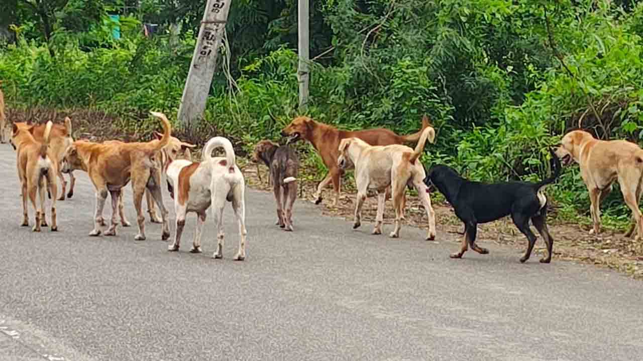 Dogs 1