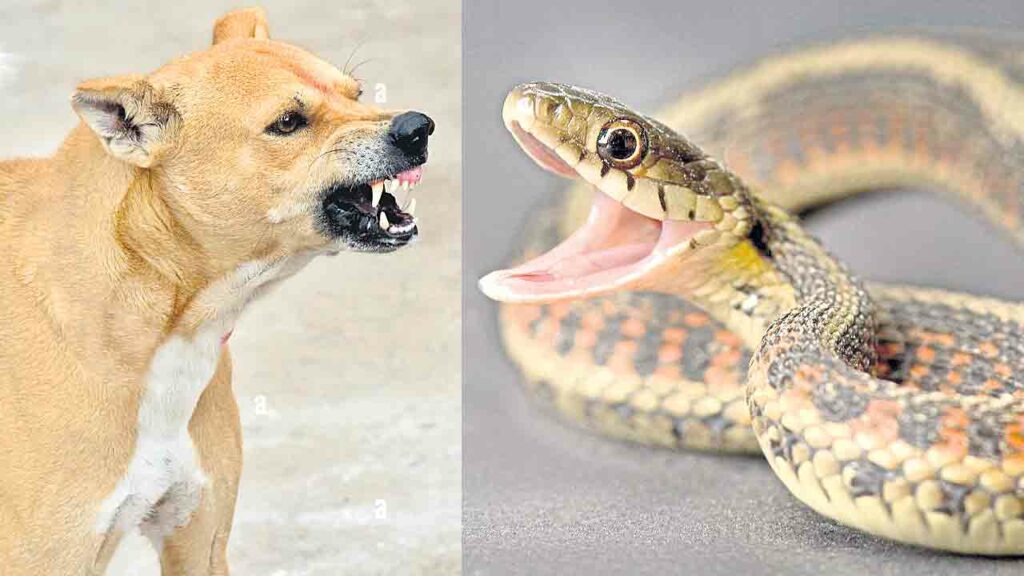 Dogs, Snakes