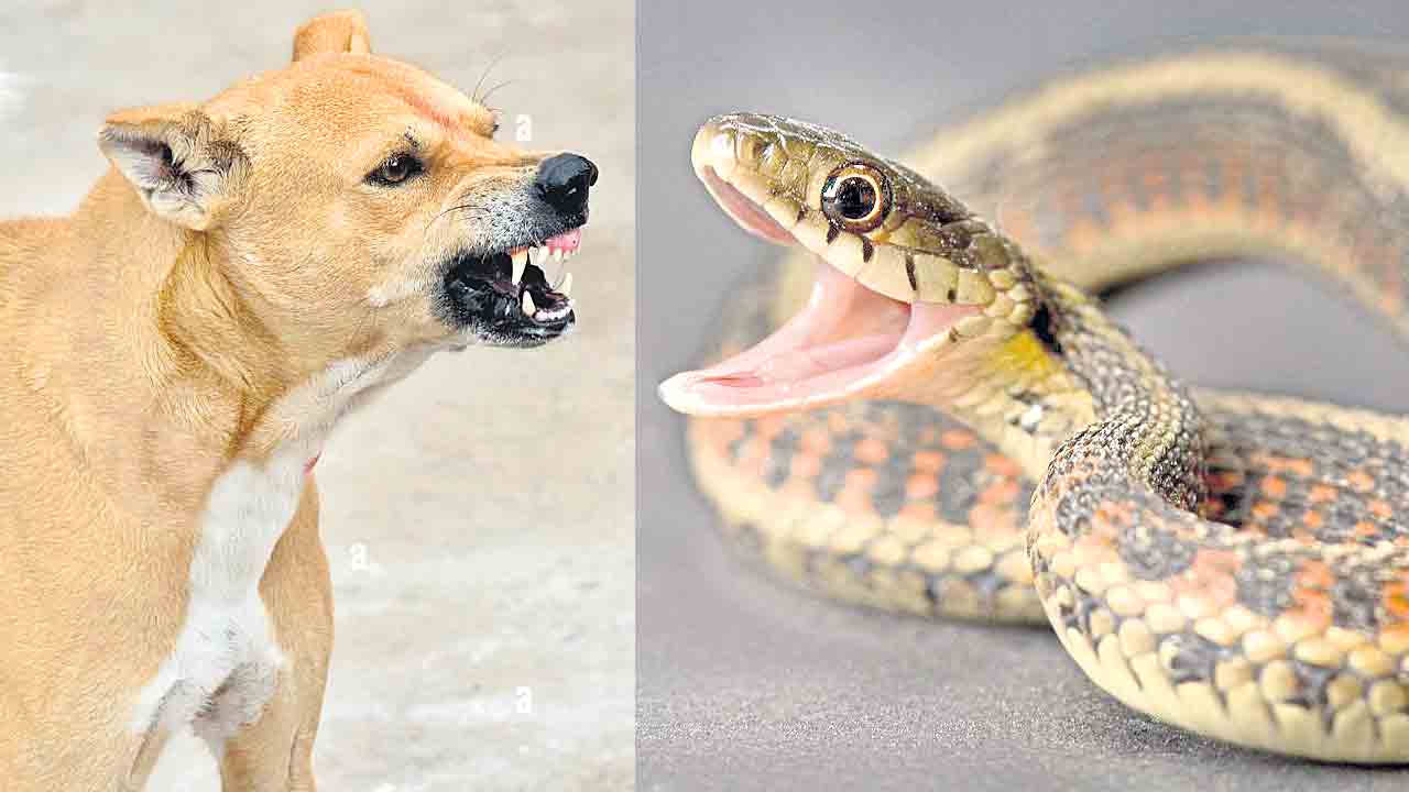 బాబోయ్.. కుక్కలు!..  గ్రామాల్లో పాముల బెడద