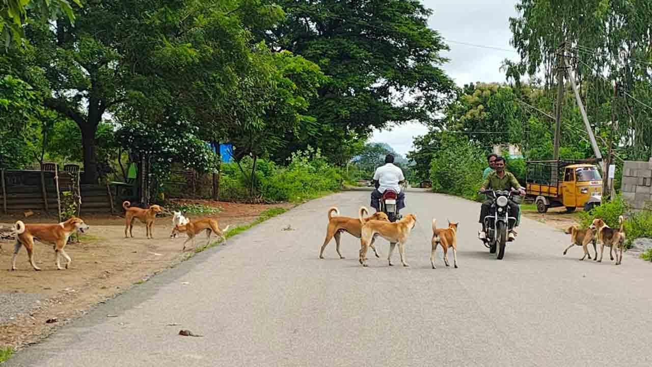 Stray Dogs | కారేపల్లిలో వీధి కుక్కల బెడద.. బెంబేలెత్తుతున్న ప్రజలు