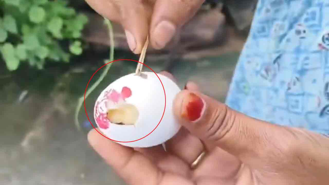 Minister Seethakka | మంత్రి సీతక్క ఇలాకాలో గర్భిణీలు, బాలింతలకు కుళ్లిన కోడిగుడ్లు