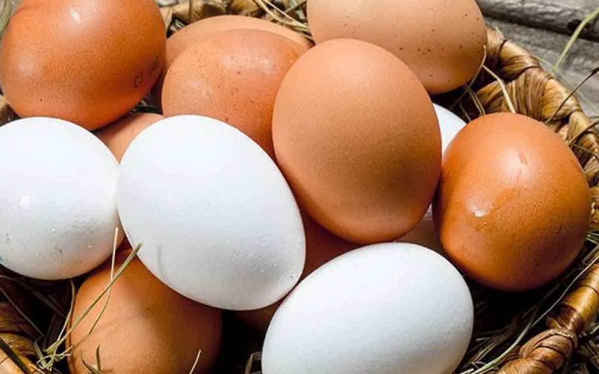 Brown Vs White Eggs | గోధుమ రంగు కోడిగుడ్లు వ‌ర్సెస్ తెల్ల రంగు కోడిగుడ్లు.. వేటిల్లో ఎక్కువ పోష‌కాలు ఉంటాయి..?