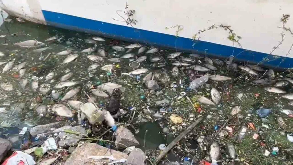 Fish Durgamcheruvu