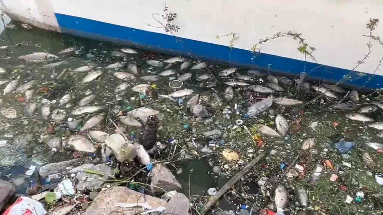 Durgam Cheruvu | దుర్గం చెరువులో వందలాది చేపల మృత్యువాత.. వీడియో