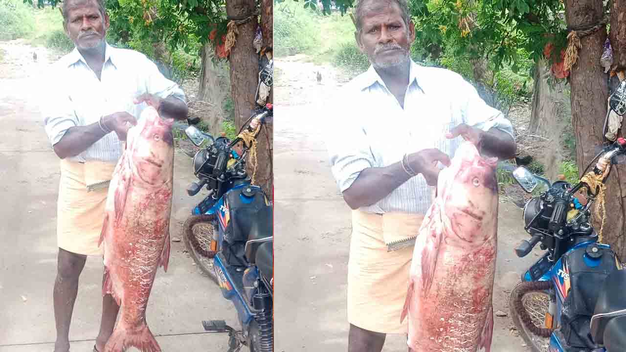 LMD | ఎల్ఎండీలో మత్స్యకారులకు చిక్కిన వింత చేప..