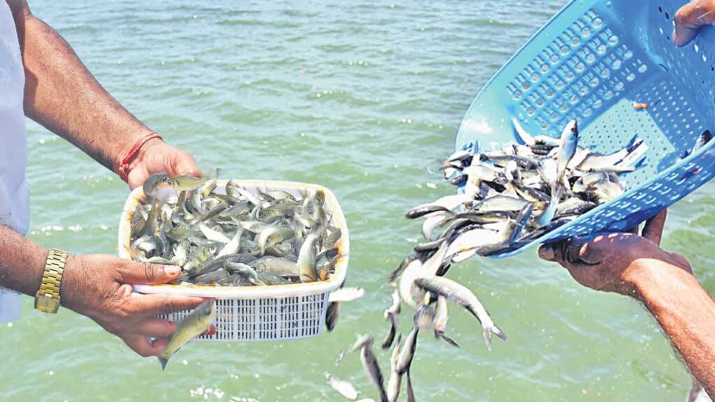 Free Baby Fish