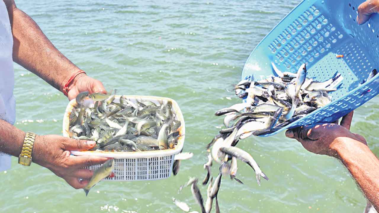 చేప పిల్లల జాడేది?