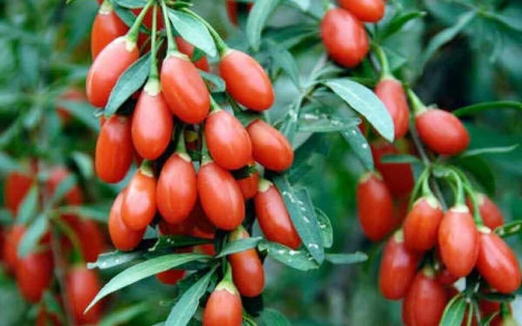 Goji Berries