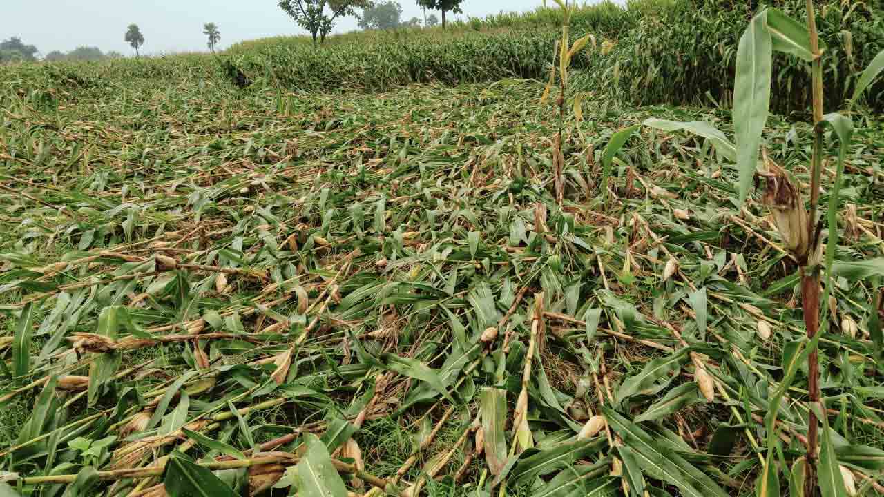 Bayyaram Agency | బయ్యారం ఏజెన్సీలో భారీ వర్షాలు.. మొక్కజొన్న రైతుకు తీరని నష్టం