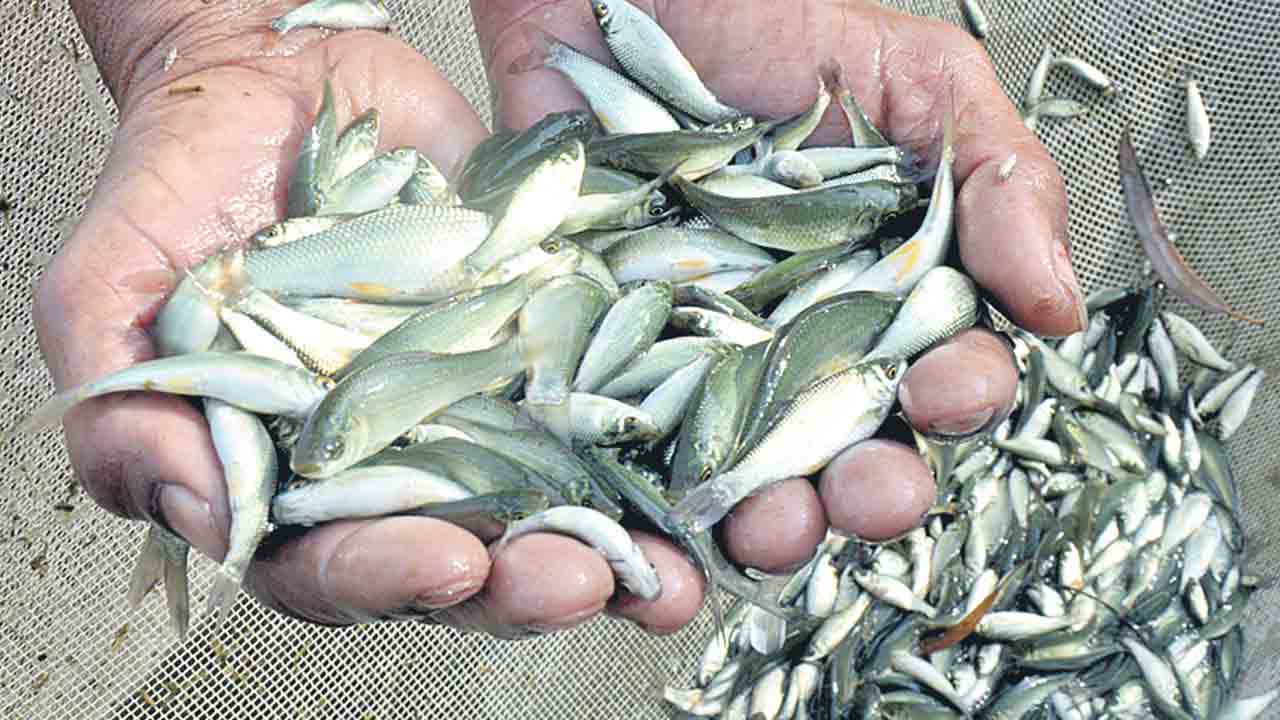 చేప పిల్లలు పోసేదెన్నడు?