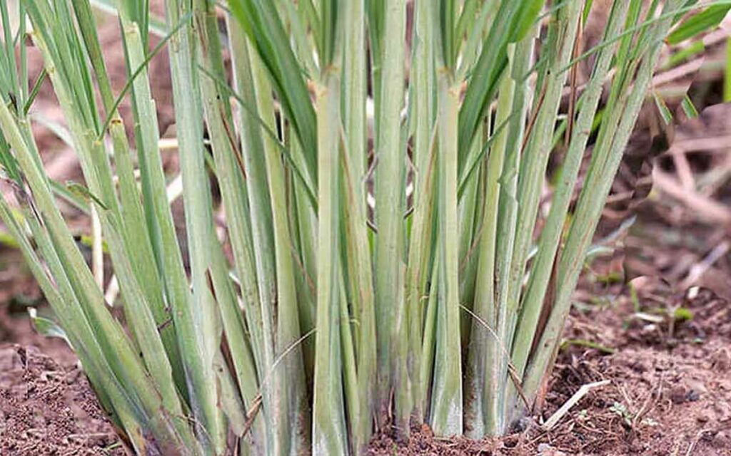 Lemon Grass