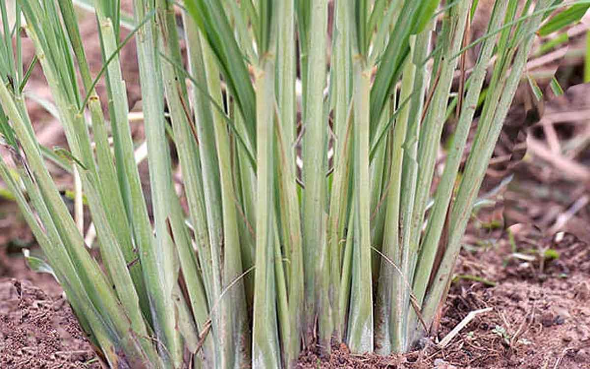 Medicinal Plants | ఈ మొక్క‌లు మీ ఇంట్లో ఉంటే ఎలాంటి రోగాలు ఉండ‌వు.. సీజ‌న‌ల్ వ్యాధులు రావు..!