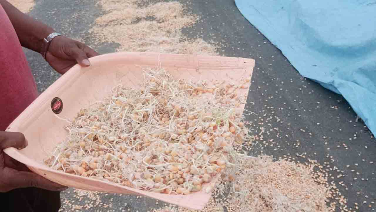 Maize crop | అకాల వర్షాలతో తడిచి ముద్దయిన మొక్కజొన్న పంట