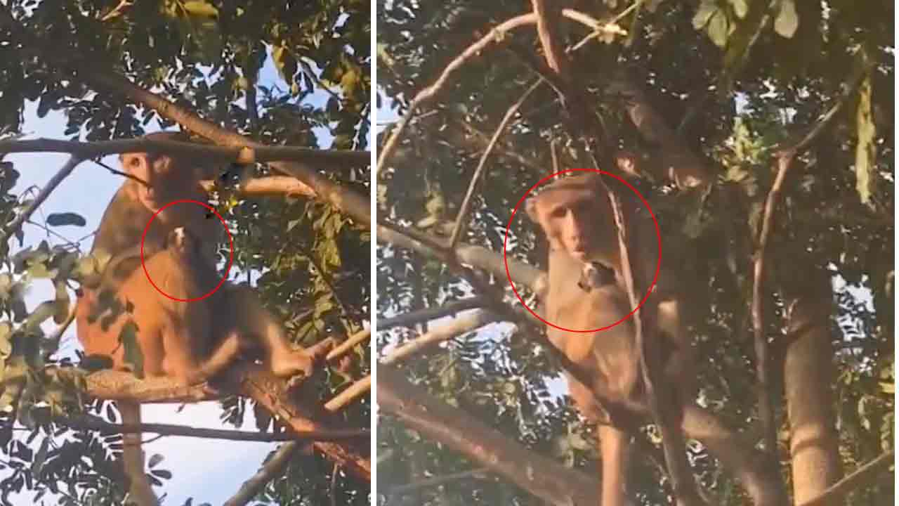 కుక్క పిల్లను ఎత్తుకెళ్లిన కోతి.. శునకాన్ని ముద్దాడుతూ మురిసిపోయిన వానరం..