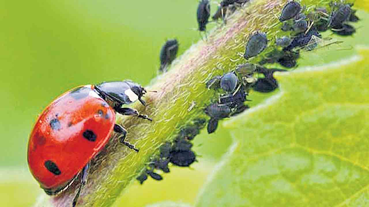 మిత్ర పురుగులతో మేలు