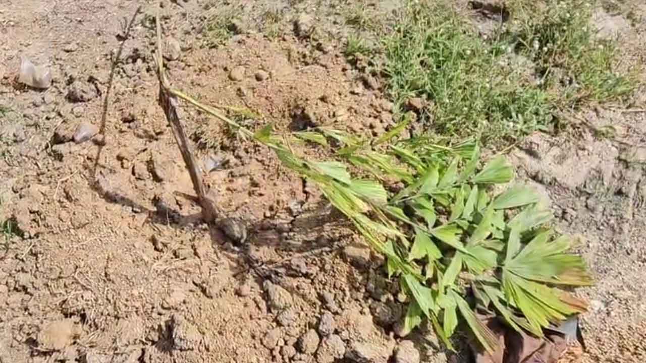 Janagama | కలెక్టర్ మొక్కలు నాటారు.. నిర్వాహకులు రక్షణ మరిచారు