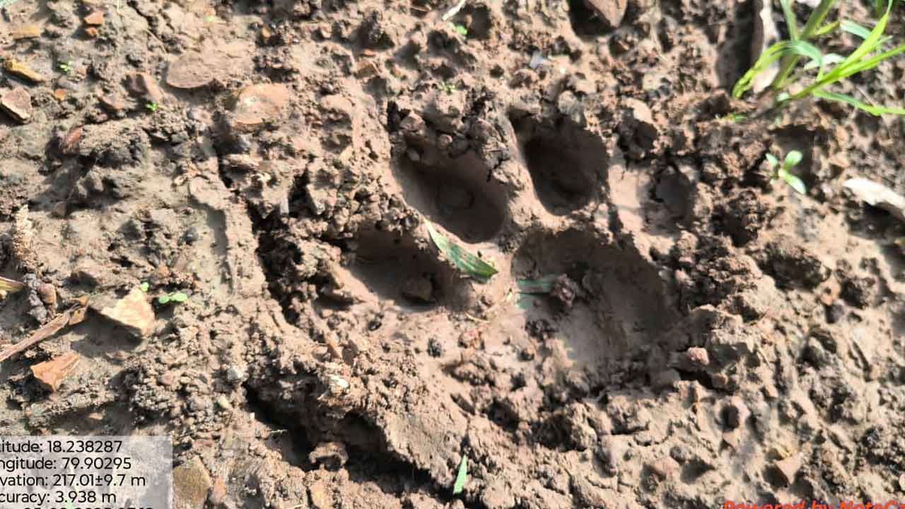 Mulugu | ములుగు జిల్లాలో పెద్దపులి సంచారం.. భయాందోళనలో ప్రజలు