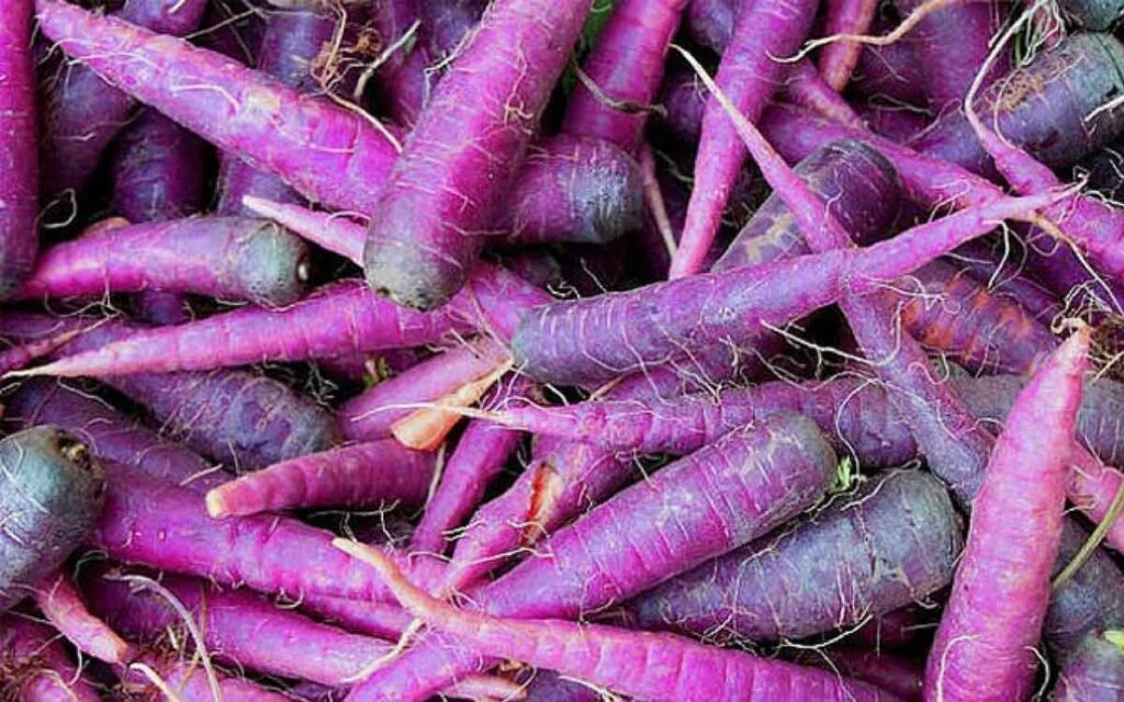 Purple Carrots