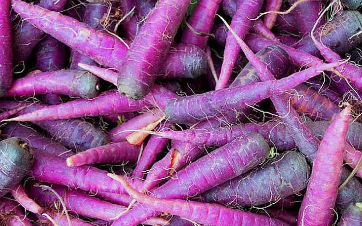 Purple Carrots | పర్పుల్ రంగు క్యారెట్లను తింటే ఎన్ని లాభాలు కలుగుతాయో తెలుసా..? ఆశ్చర్యపోతారు..!