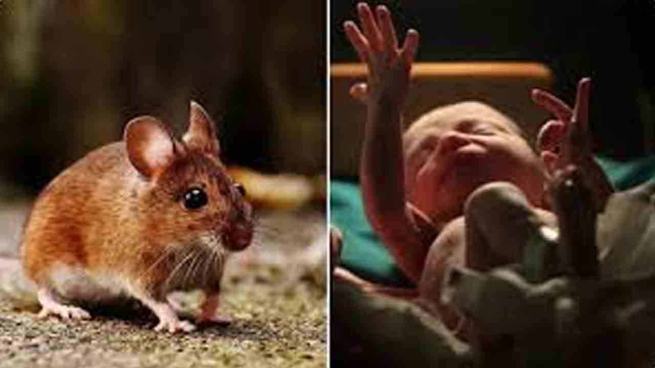 ఎలుకలు కొరికి ఇద్దరు శిశువులు మృతి