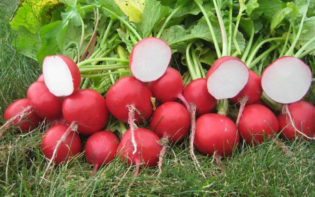 Red Color Radish