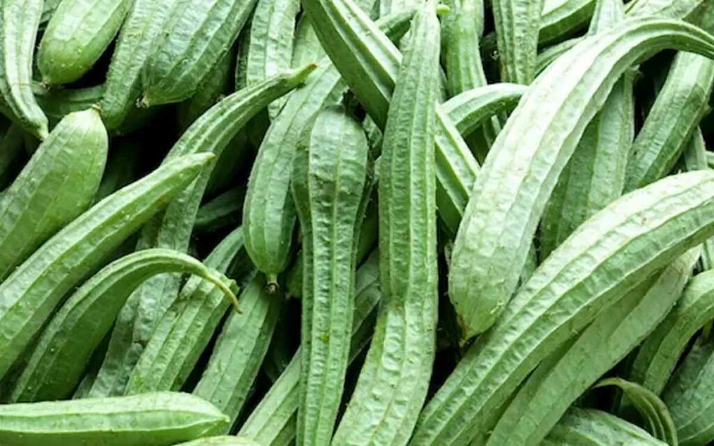 Ridge Gourd