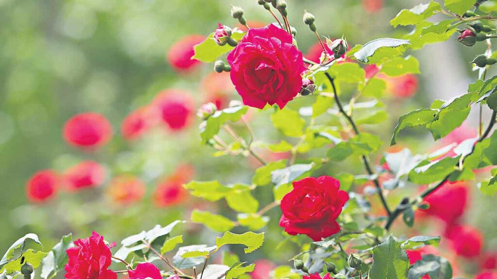 Roses