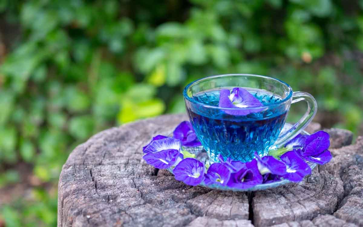 Shankhapushpi Flowers Tea | మ‌న చుట్టూ ప్ర‌కృతిలో ఉండే మొక్క ఇది.. క‌నిపిస్తే దీని పువ్వుల‌ను విడిచిపెట్ట‌కుండా తెచ్చుకోండి.. ఎందుకంటే..?