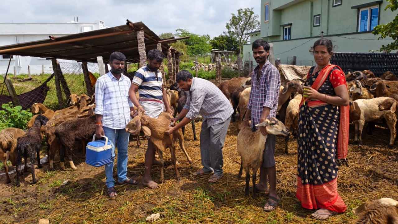 Shabad | జీవాల ఆరోగ్యం పట్ల రైతులు అప్రమత్తంగా ఉండాలి : డాక్టర్ చంద్రశేఖర్రెడ్డి