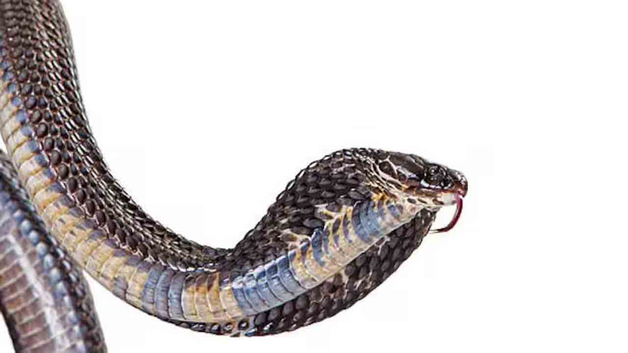 Dowry Dispute | అదనపు కట్నం కోసం.. కోడలిని గదిలో బంధించి పామును వదిలారు..