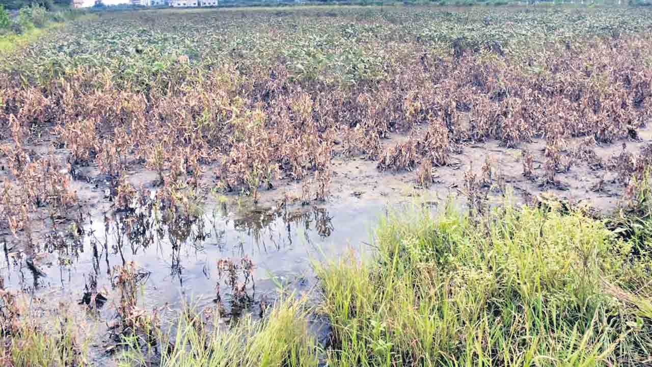 వద్దంటే వానలు.. అధిక వర్షాలతో ఎర్రబారుతున్న పంటలు
