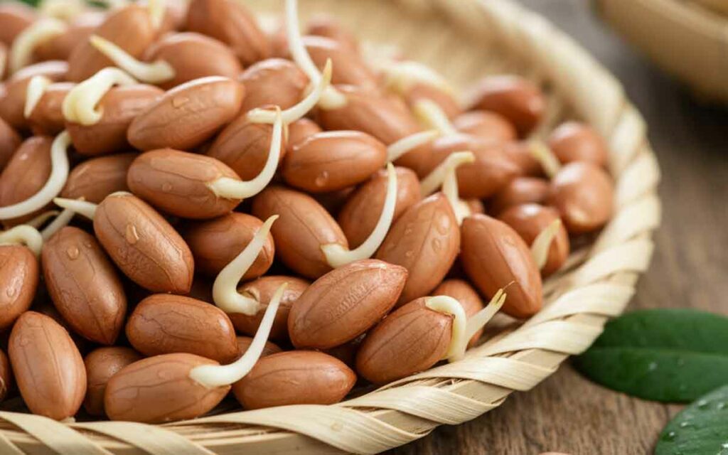 Sprouted Peanuts