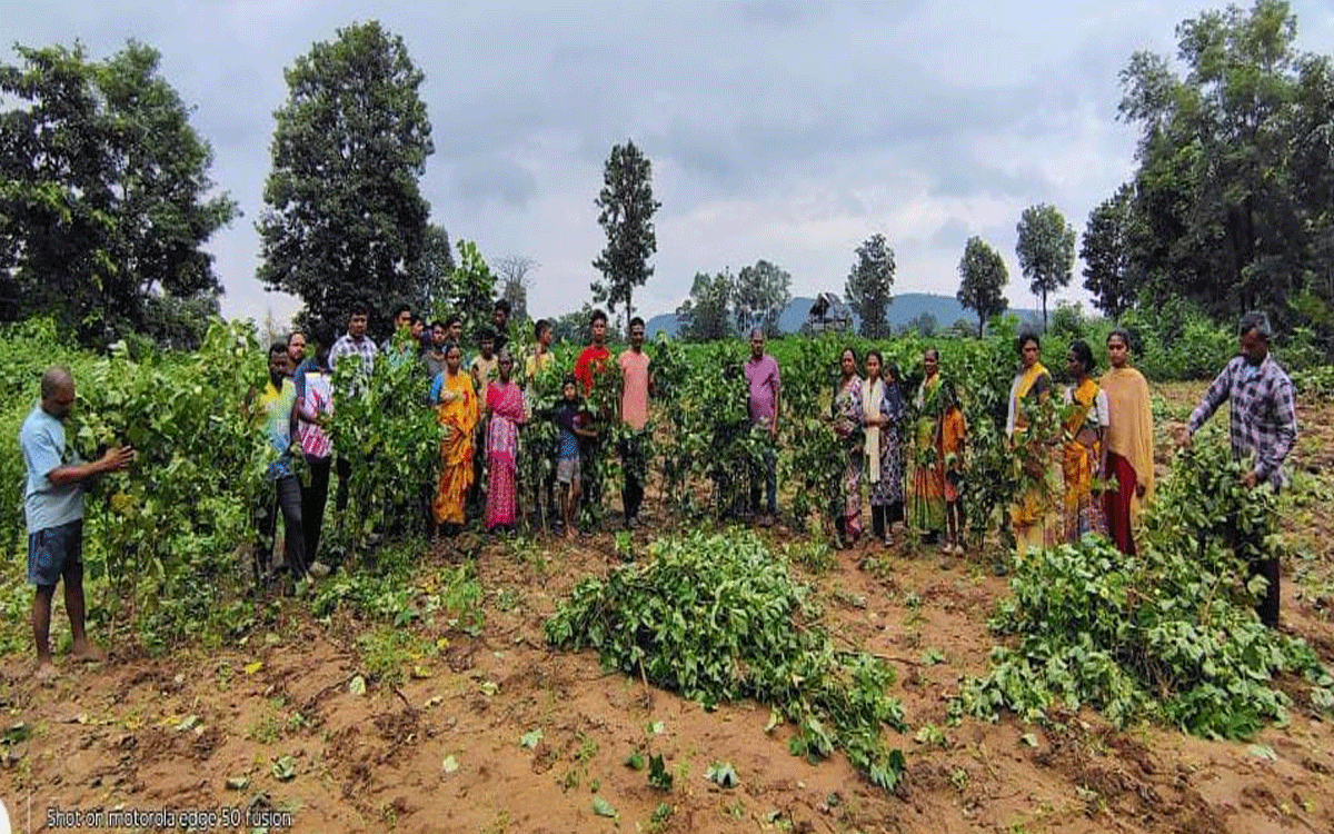 Tekulapally : ఫారెస్ట్ అధికారుల దాష్టికం.. రాత్రికి రాత్రి పత్తి చేను ధ్వంసం