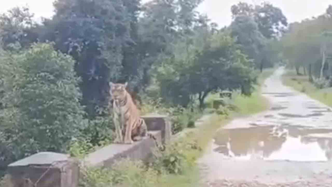 Tiger | మంచిర్యాలలో సంచరిస్తున్న పులి.. భయాందోళనల్లో ప్రజలు