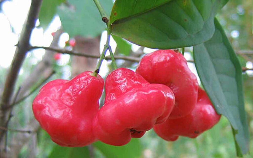 Water Apple
