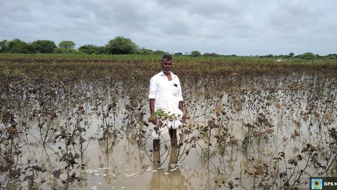 నీట మునిగిన పంటలు.. ఆదుకోవాలని మంజీరా నది తీర ప్రాంత రైతుల విజ్ఞప్తి