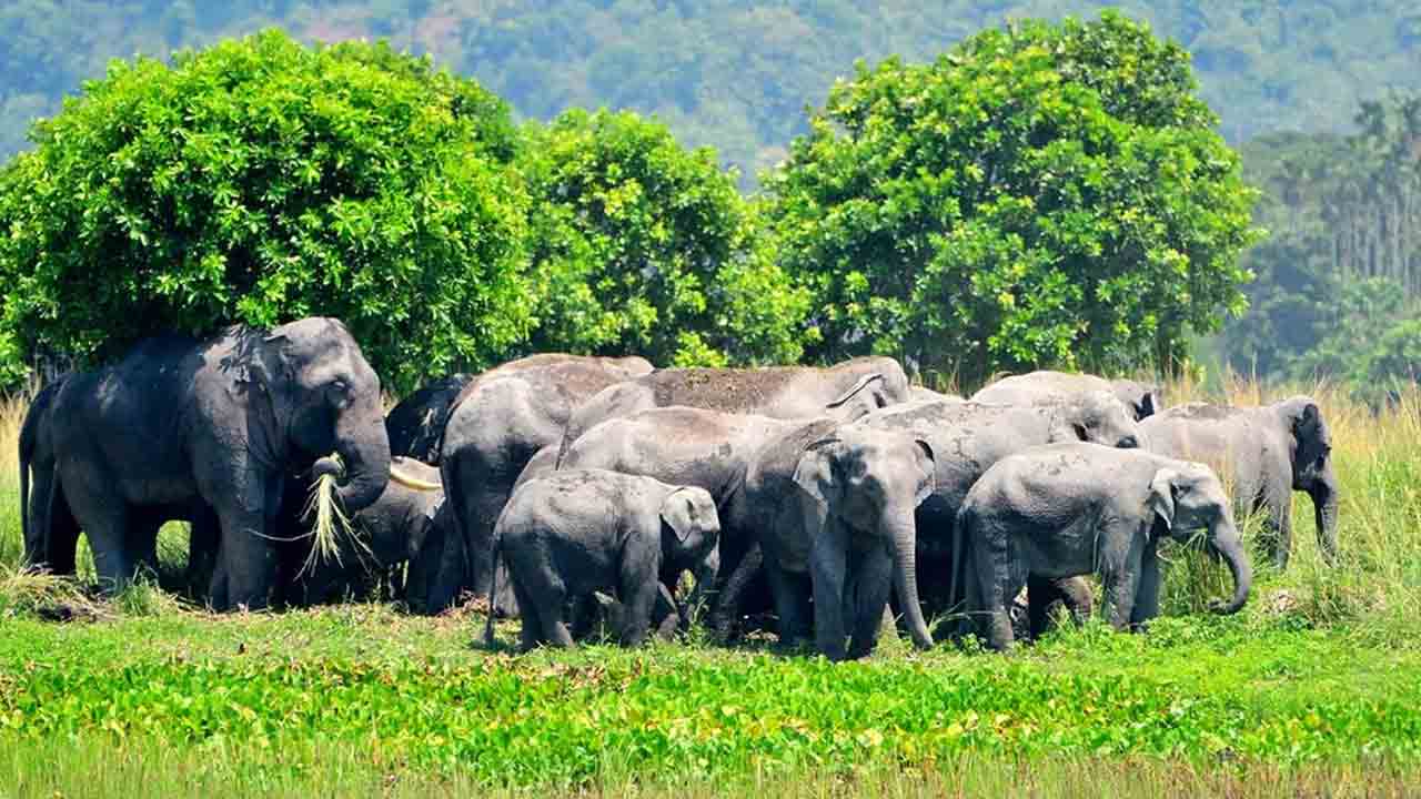 భారత్‌లో 18% పడిపోయిన ఏనుగుల జనాభా