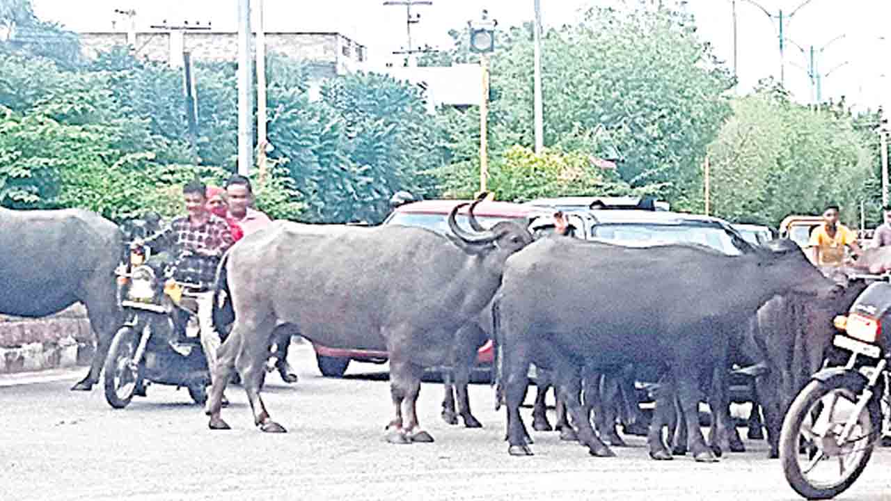 రోడ్లపైనే పశువులు.. ట్రాఫిక్‌ తిప్పలు