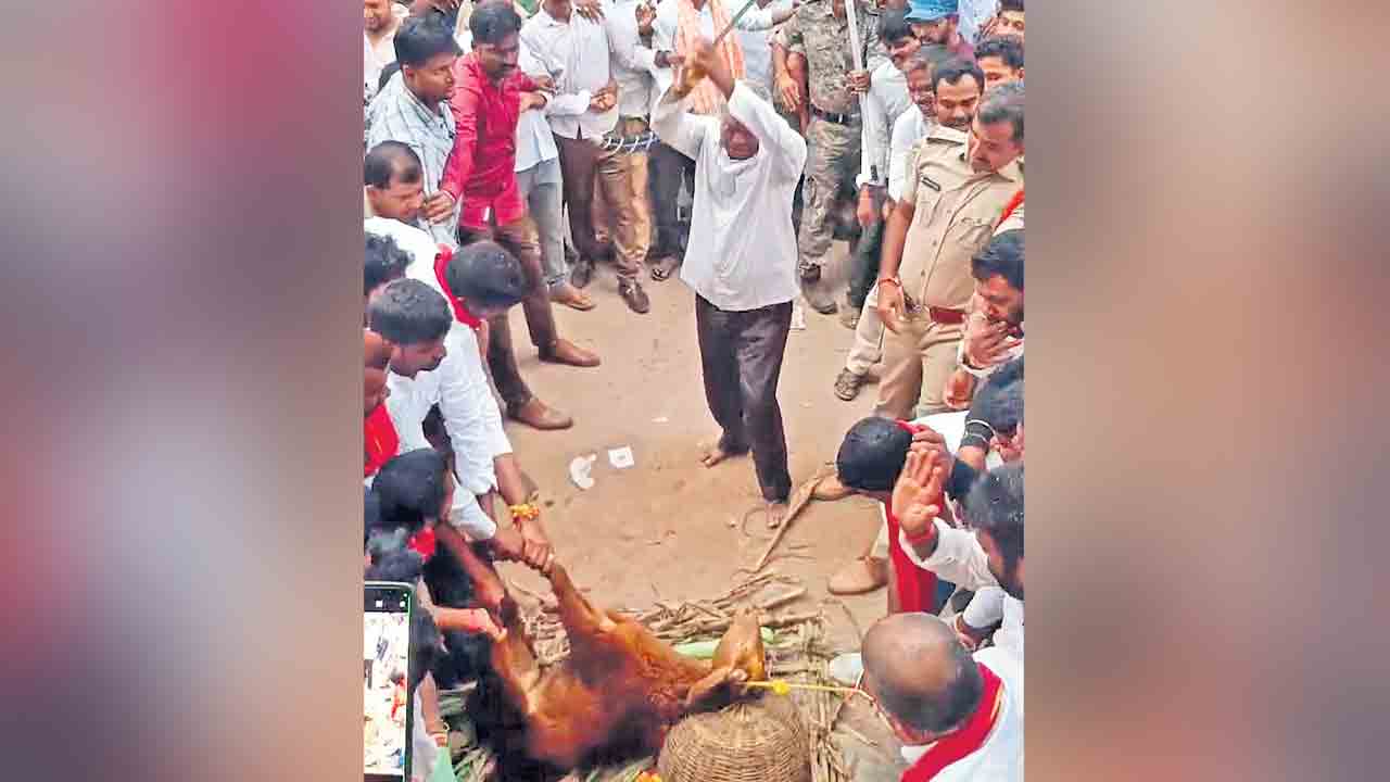 మహాత్మా..ఇదేమి ఘోరం.. మహత్ముడి జయంతి సాక్షిగా నర్సంపేటలో జంతుబలి