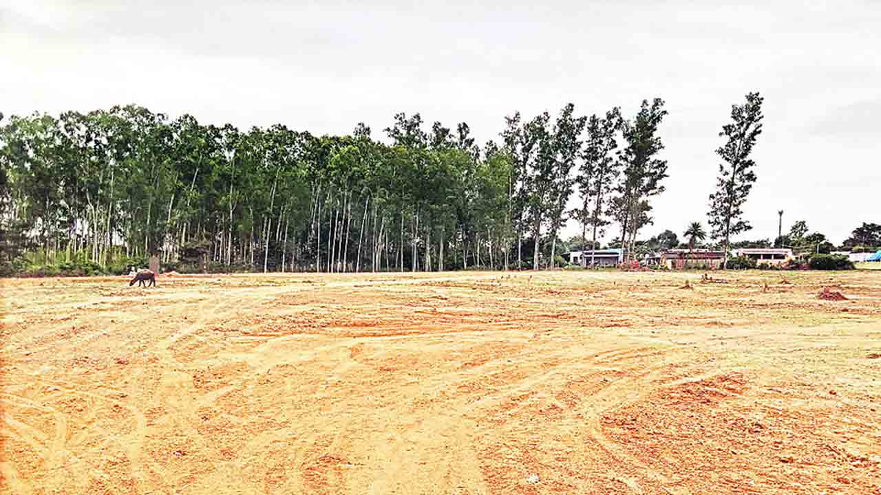 ఐదెకరాల్లో ఏపుగా పెరిగిన మొక్కలు నేలపాలు
