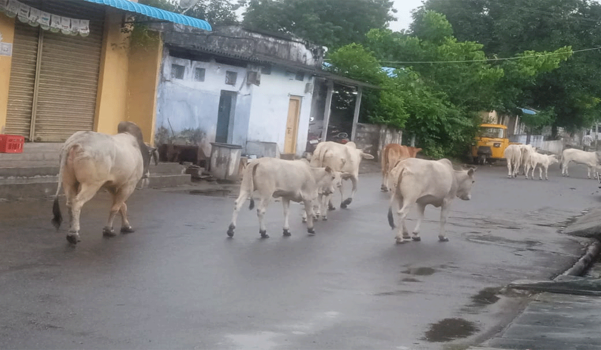 Godavarikhani | గోదావరిఖనిలో యథేచ్ఛగా పశువుల సంచారం.. పేరుకే గోశాలకు తరలించామంటున్న అధికారులు