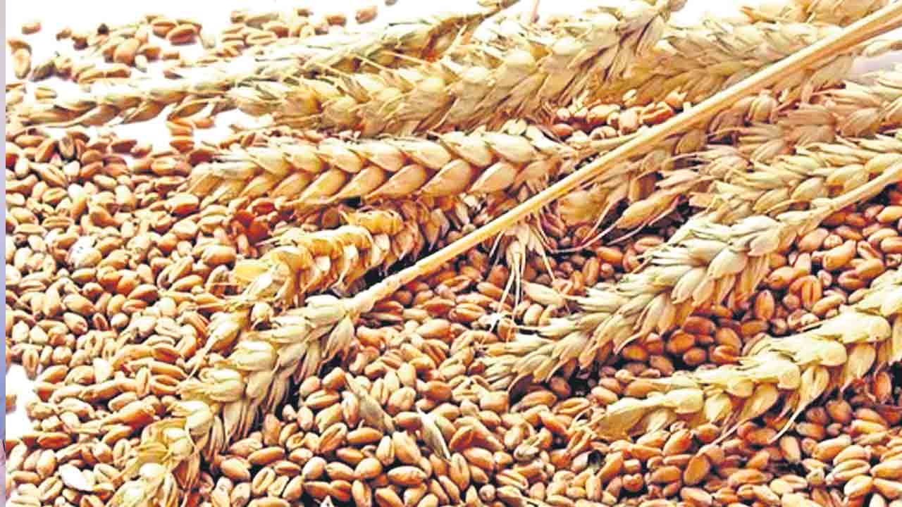 గోధుమకు మద్దతు రూ.160