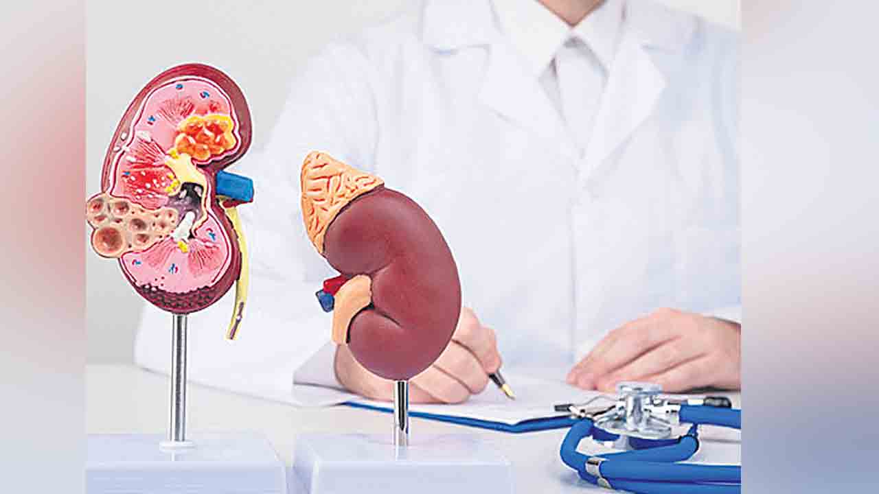 ‘సార్వత్రిక దాత మూత్ర పిండం’ సృష్టి