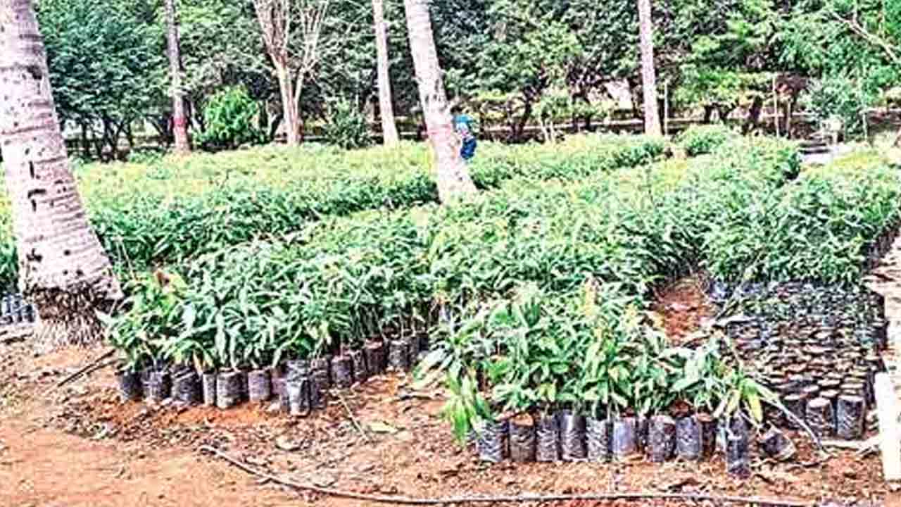 మొక్కల పెంపకం గాలికి!